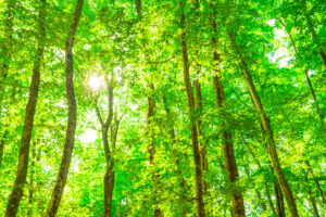 スクスク育つ竹